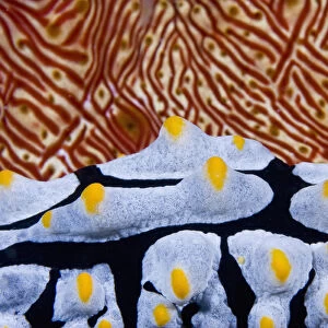 Indonesia, Raja Ampat. Abstract of a nudibranch crawling past a sea cucumber. Credit as