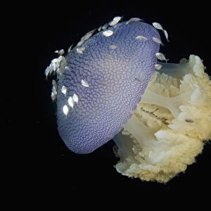 Indonesia, Raja Ampat. Close-up of jellyfish and juvenile trevally fish seeking shelter