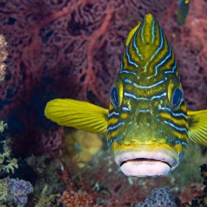 Indonesia, Raja Ampat. Front view of lined sweetlip fish amid coral