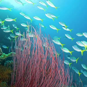 Indonesia, Raja Ampat. Yellowtail fusilier fish swim past sea whip coral