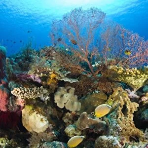 Indonesia, South Sulawesi Province, Wakatobi Archipelago Marine Preserve. Butterflyfish and coral