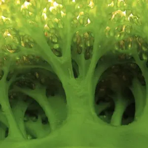 Indonesia, Sulawesi, Buyat. Detail of a large sea squirt