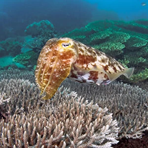 Indonesia, Sulawesi Island, Buyat Bay. A cuttlefish swims over hard coral. Credit as