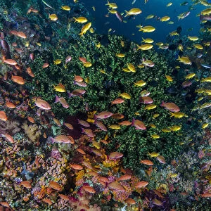 Indonesia, West Papua, Raja Ampat. Anthia fish and coral reef