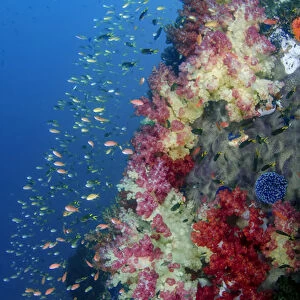 Indonesia, West Papua, Triton Bay. Coral reef scenic