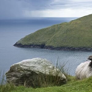 Ireland, Achill Island. Sheep rest atop the steep hills above Keem Bay