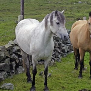 Ireland. Farm horses of the Connemara in Ireland