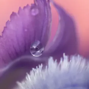 Iris Petal Close-up. Credit as: Nancy Rotenberg / Jaynes Gallery / DanitaDelimont