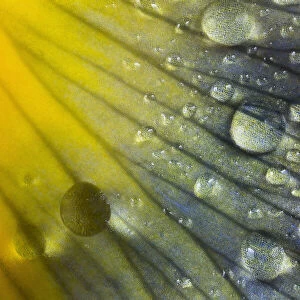 Iris petal with raindrops