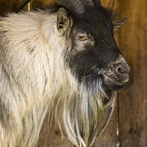 Issaquah, Washington State, USA. African Pygmy goat portrait