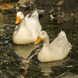 Issaquah, Washington State, USA. Domestic free-range Pekin ducks swimming in a stream by their farm