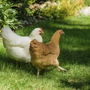 Issaquah, Washington State, USA. Free-ranging White Plymouth Rock and Buff Orpington chickens