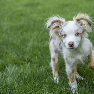 Issaquah, Washington State, USA. Mini Australian Shepherd puppy playing in his yard (PR)