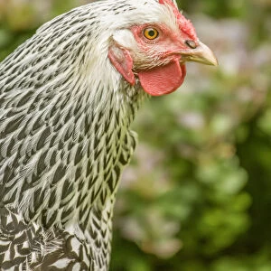 Issaquah, Washington State, USA. Portrait of a free-range Silver-laced Wyandotte chicken