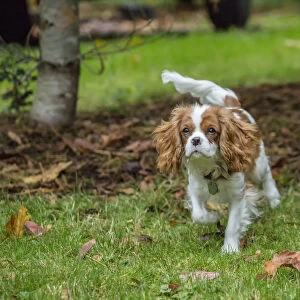 Issaquah, Washington State, USA. Six month old Cavalier King Charles Spaniel puppy