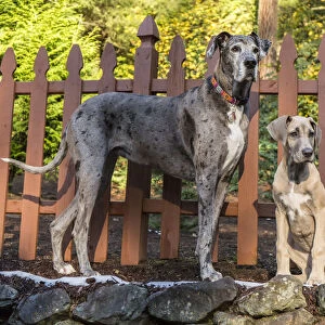 Issaquah, Washington State, USA. Great Dane puppy and her companion adult playing