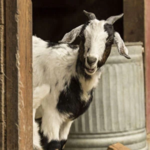 Issaquah, Washington State, USA. Mixed breed Nubian and Boer female (doe) goat standing