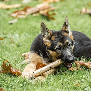 Issaquah, Washington State, USA. Three month old German Shepherd chewing on a stick in her yard