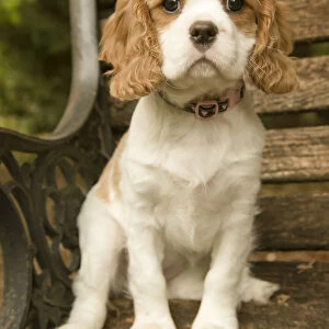 Issaquah, Washington State, USA. Cavalier King Charles Spaniel puppy at 11 weeks old