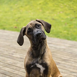Issaquah, Washington State, USA. Four month old Rhodesian Ridgeback puppy sitting on a wooden deck