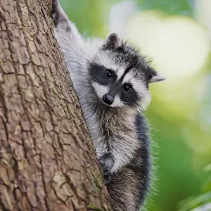 Issaquah, Washington State, USA. Juvenile raccoon climbing down a tree at its mothers calling