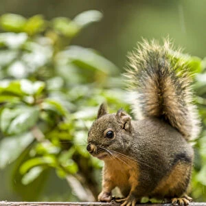 Issaquah, Washington State, USA. Douglas squirrel sitting on a deck railing