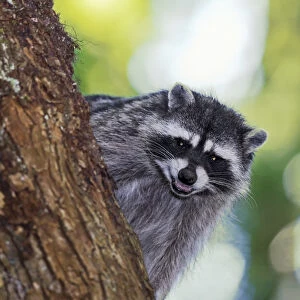 Issaquah, Washington State, USA. Wild mother raccoon growling in a tree, protecting her young