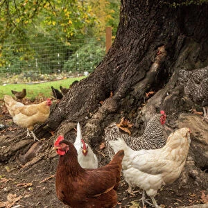 Issaquah, Washington State, USA. Free-ranging chickens underneath a large tree