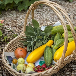 Issaquah, Washington State, USA. Basket of freshly harvested produce, including lemon