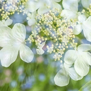 Issaquah, Washington, USA. Floral double exposure of Doublefile Viburnum blossoms