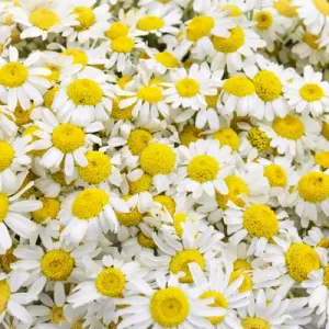 Istanbul, Turkey. Close up of Chamomile flowers Istanbul, Turkey. Close up of Chamomile flowers