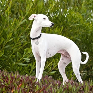 An Italian Greyhound standing in ice plant