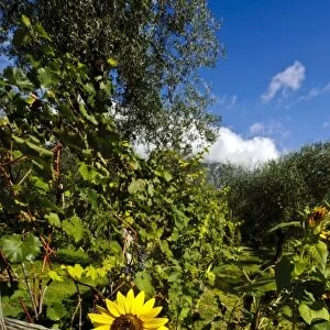 Italy, Lake Garda. Sunflowers and vineyards thrive near the shores of Lake Garda