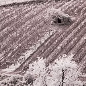 Italy, Monticiano. Infrared image of field building in the vineyard
