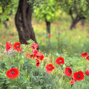 Italy, Sicily, Trapani. Poppies, olive groves and vineyards in spring