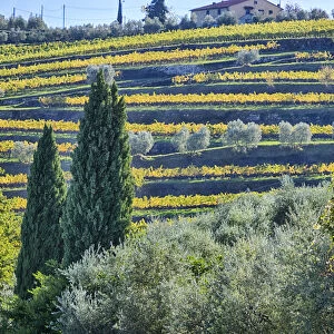 Italy, Tuscany. Autumn vineyards near the town of Panzano