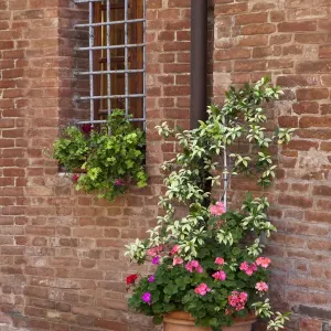 Italy, Tuscany, Crete Senesi, Asciano. Street scene with potted flowers near the entrance of a home in the hill town of Asciano