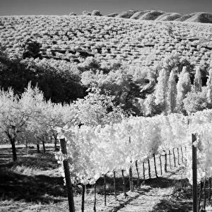 Italy Tuscany, Infrared image of vineyards in southern Tuscany