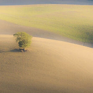 Italy, Tuscany. A lone tree in the Tuscan countryside
