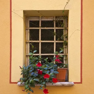 Italy, Tuscany, Montepulciano. Potted plant on a windowsill in the hill town of Montepulciano Italy, Tuscany, Montepulciano. Potted plant on a windowsill in the hill town of Montepulciano