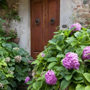 Italy, Tuscany, Pienza. Hydrangeas at the entrance of a home in the streets of Pienza