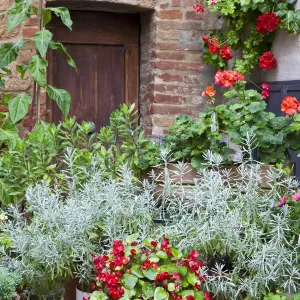 Italy, Tuscany, Pienza. Potted plants in the corner of a street in the town of Pienza