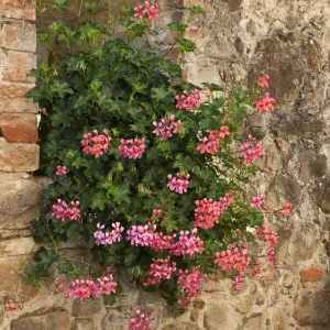 Italy, Tuscany. Pink ivy geraniums blooming in a window in Tuscany Italy, Tuscany. Pink ivy geraniums blooming in a window in Tuscany
