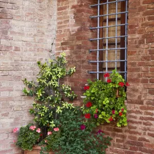 Italy, Tuscany. Plants inside the Abbazia di Monte Oliveto Maggiore, one of the rural monasteries in Tuscany