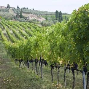 Italy, Tuscany. Rows of grape vines in a vineyard in Tuscany