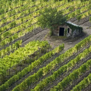 Italy, Tuscany. Vineyard with grapes on the vine and small shed in the field