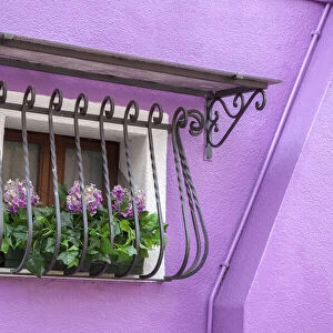 Italy, Venice, Burano Island. Potted hydrangeas on a window sill of a lavender house