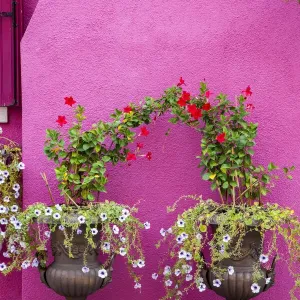Italy, Venice, Burano Island. Urns planted with flowers against a bright pink wall on Burano Island Italy, Venice, Burano Island. Urns planted with flowers against a bright pink wall on Burano Island