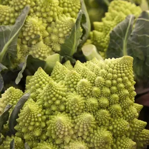 Italy, Venice. Green Romanesco cauliflower on display and for sale in the Rialto Market