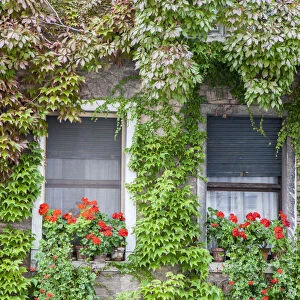 Italy, Venice. A pair of windows with red ivy geraniums and ivy climbing the walls